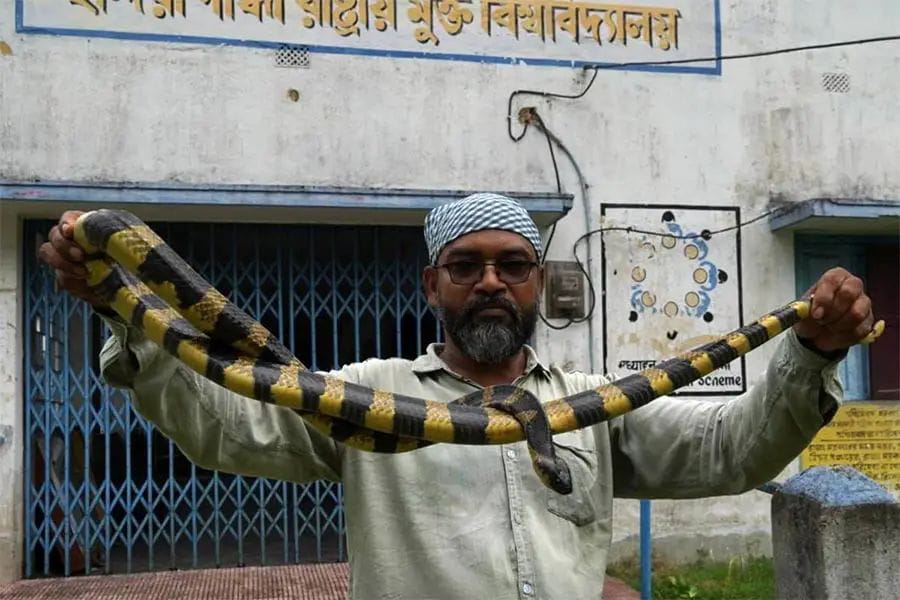 ক্লাস চলাকালীন স্কুলে মিলল ৪টি বিষধর সাপ ঘটনা চুঁচুড়ায়